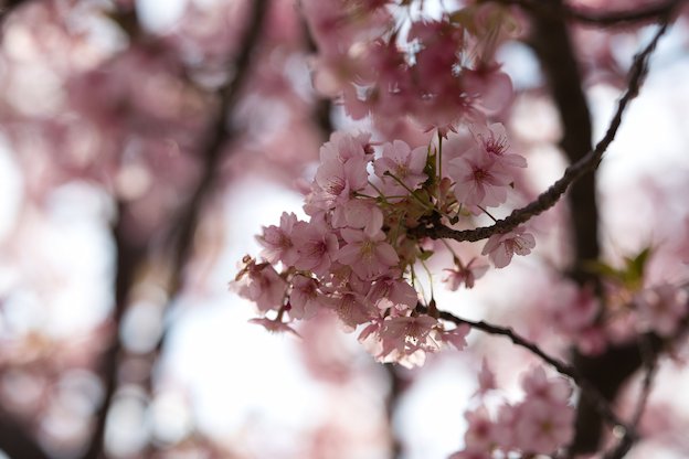 桜の花びらが暗い作例