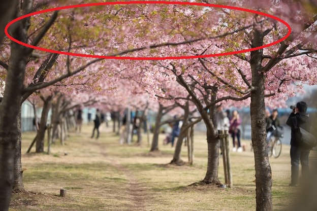 葉桜がイマイチな写真