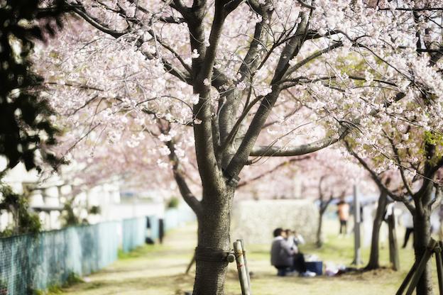 背景に人物を入れた桜の写真