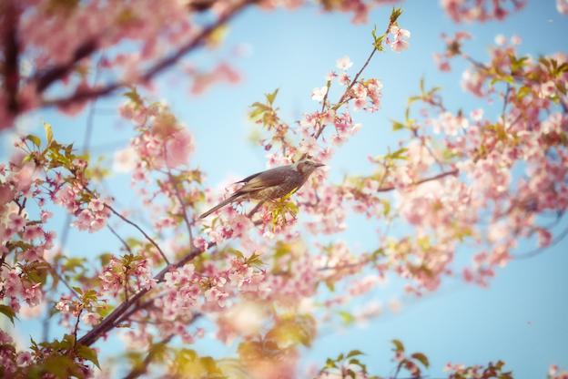 動物と一緒に撮った桜写真